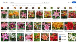 Google Images Results | Image SEO